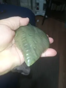 Very rare Light Green Nephrite Jade Carved in the Shape of a Peepal Leaf in Bowl Form with Ring.