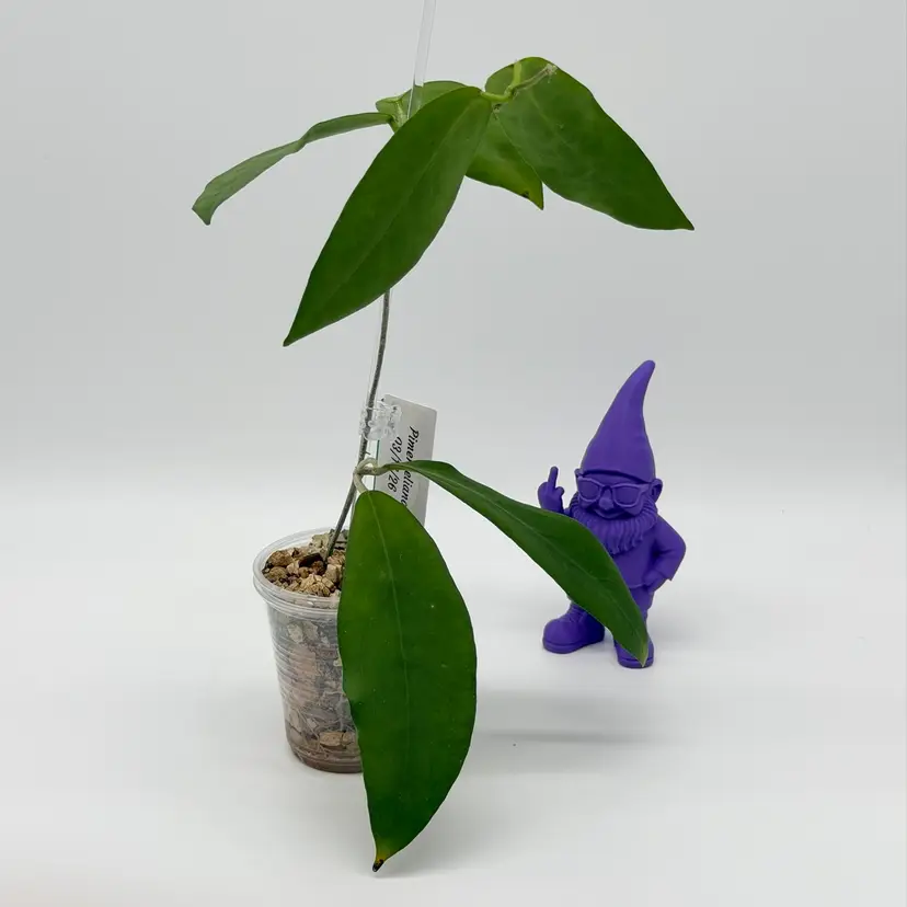 G03 Pimenteliana