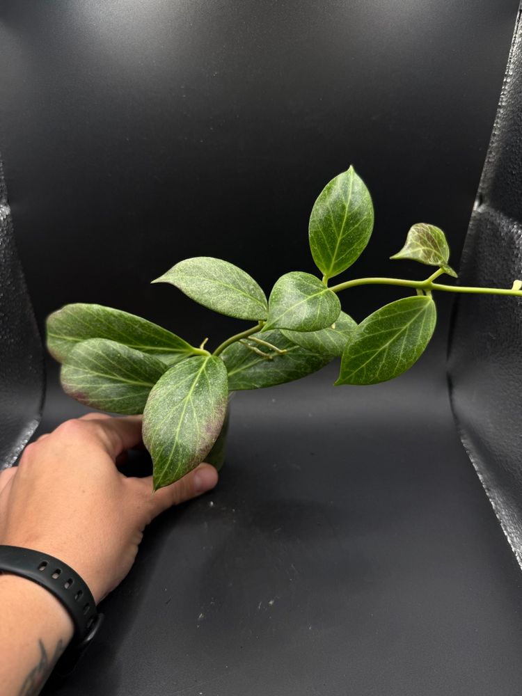 Hoya Obscura ‘Cryptic Chrome’