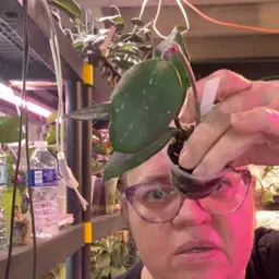 SMS NOID. May Need Reroot.