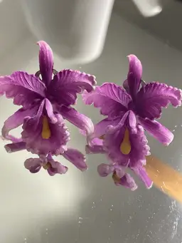 Purple Germany Signed Earrings