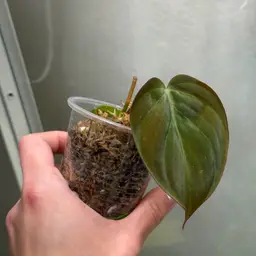 True Pink Micans Revert