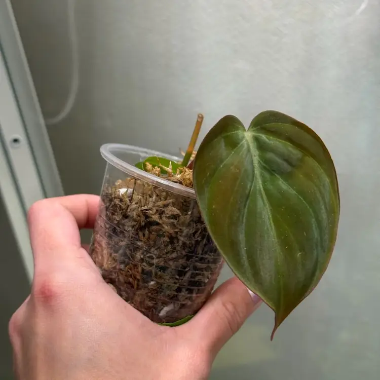 True Pink Micans Revert