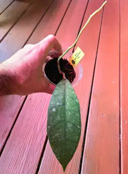 Hoya Callistophylla splash AH004