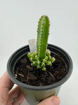 1155 | 4” Fairytale Cactus