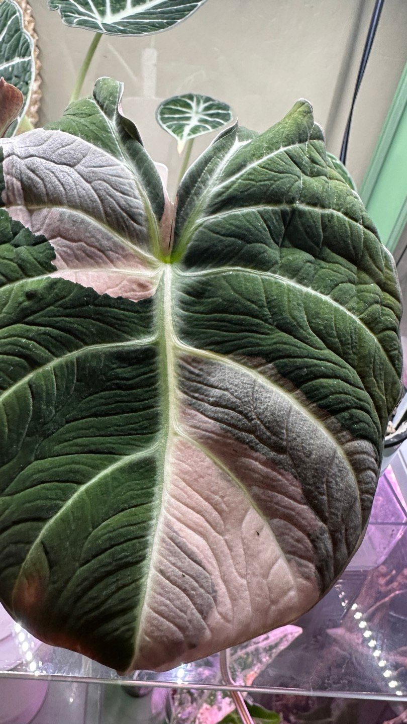 Alocasia Black Velvet Pink 1-Mother plant