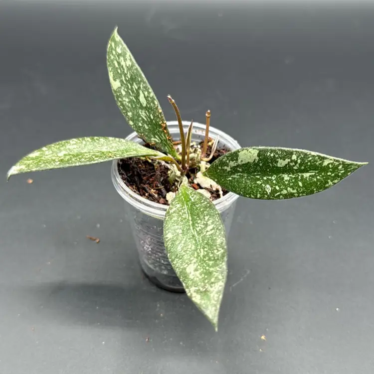 Hoya rosita seedling (silver)