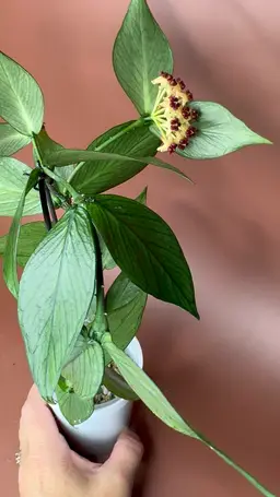 #3674 Polyneura w/ padunk