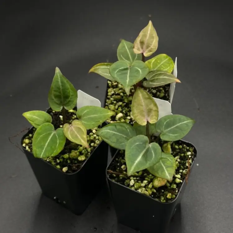 123D - GC - ‘Zara x Michele’