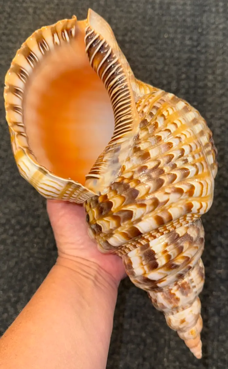 Triton Trumpet Seashell XXL