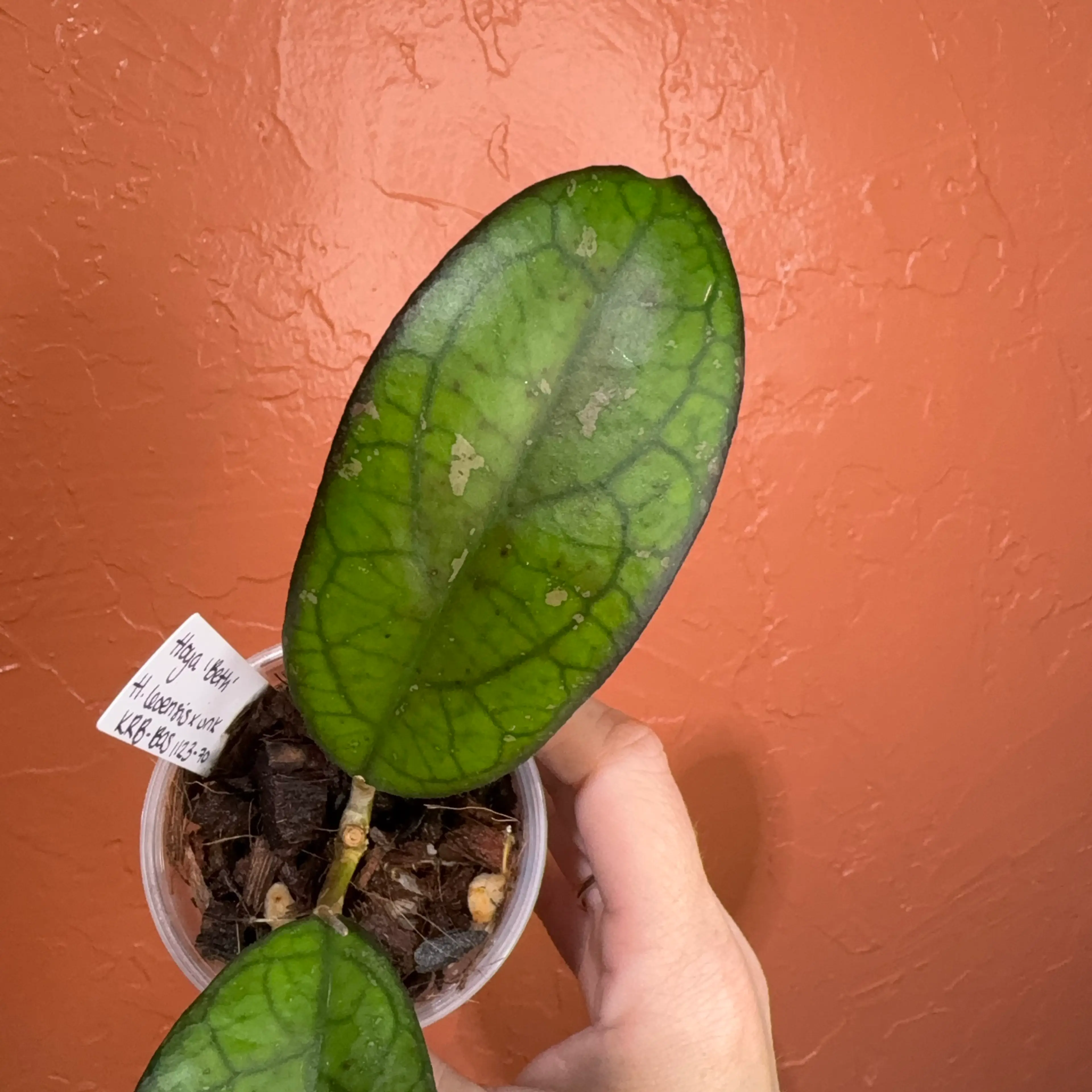 Image 3 of 3