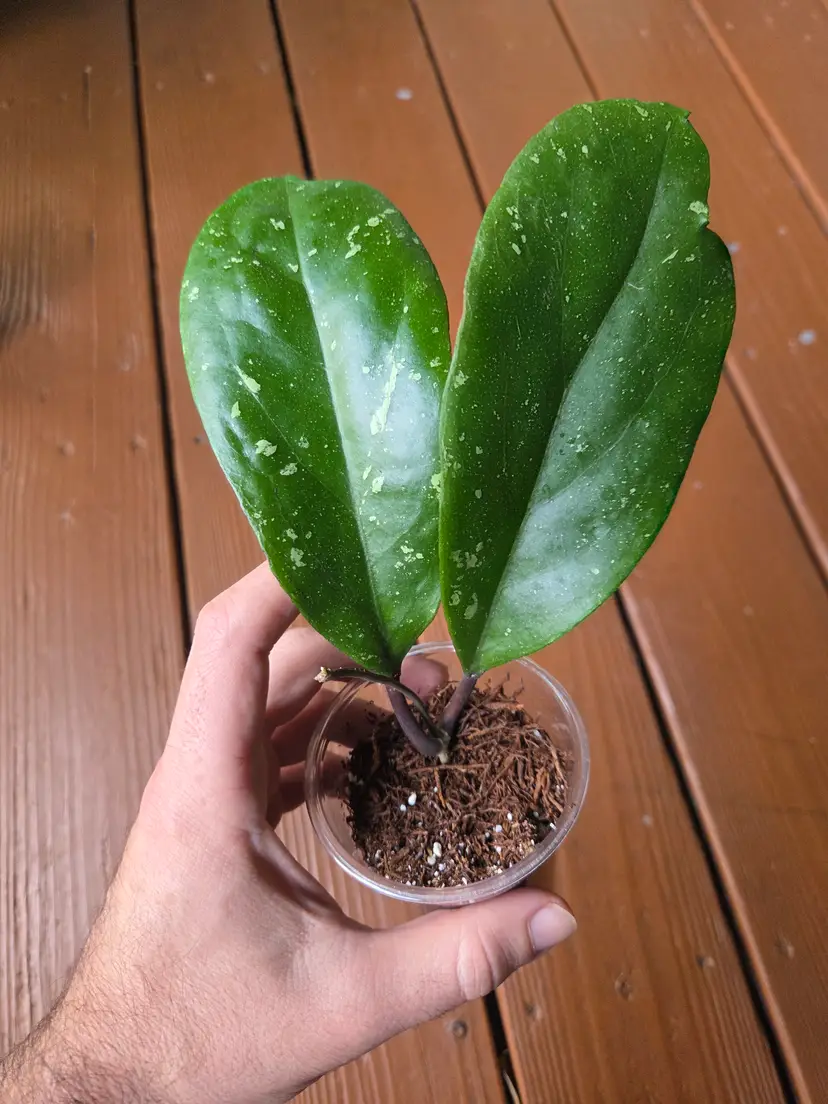 Hoya 'Dream Cloud' RHM937 (AH733 x rigida epc605)