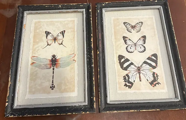 Creative Co-Op Wood Framed Insect Prints Wall