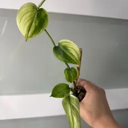 Scindapsus White Monster