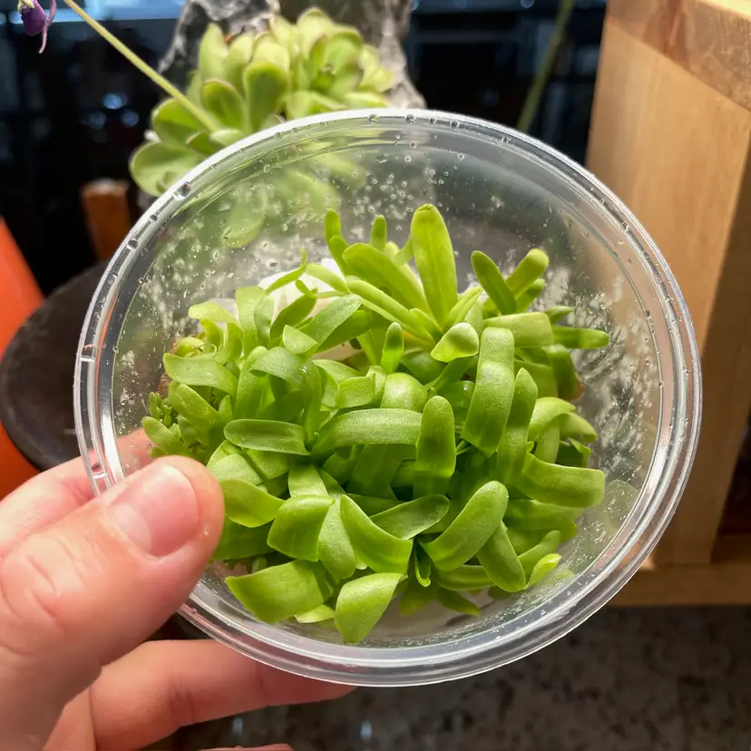 Pinguicula moctezumae x agnata - Tissue Culture, Small (5.5oz) Flask