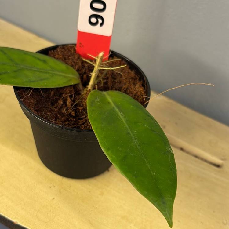 6 lalita 02 wrx 33-02