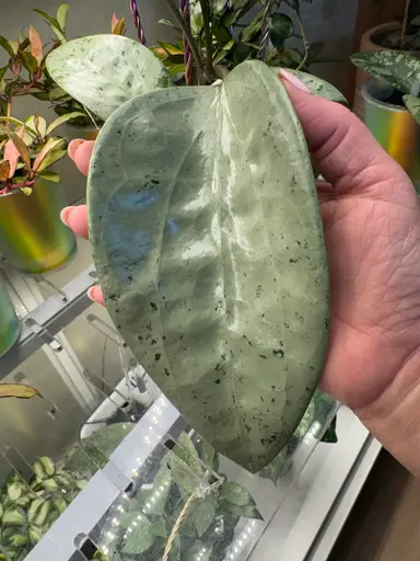 Trail day madness 