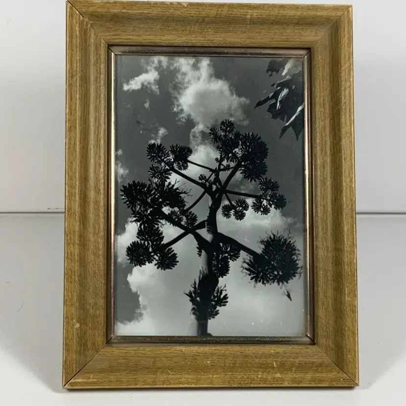 Vintage Original Art Photography Of John Boyd “Century Plant And Hummer”