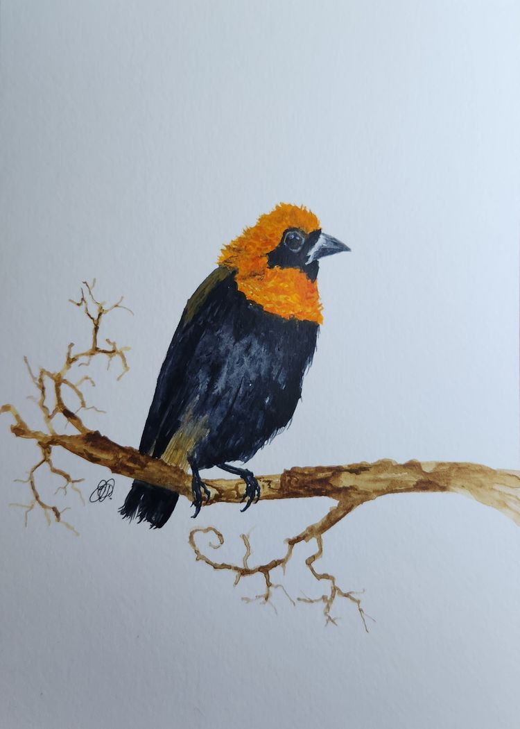 Red Bishop Bird (Africa) Original Watercolor Painting Signed By The Artist 5x7 Free Shipping
