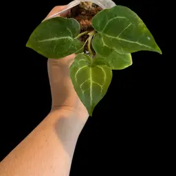 S04 - Anthurium (c/m) x (SKG silver x (DM x Forgetii)) - 2 in pot