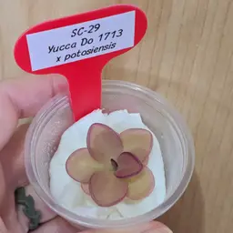 SC-29 Pinguicula Yucca Do 1713 x potosiensis