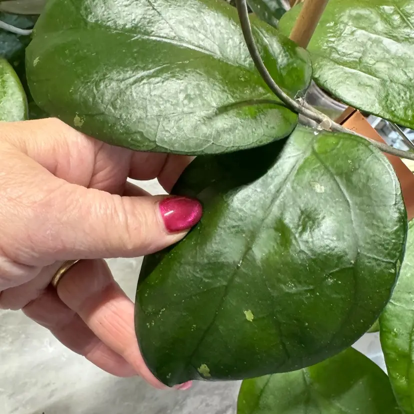 RICARDO FRESH CUT 1 node 2 leaf