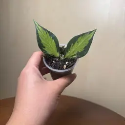 Inner variegated Hoya Polyneura