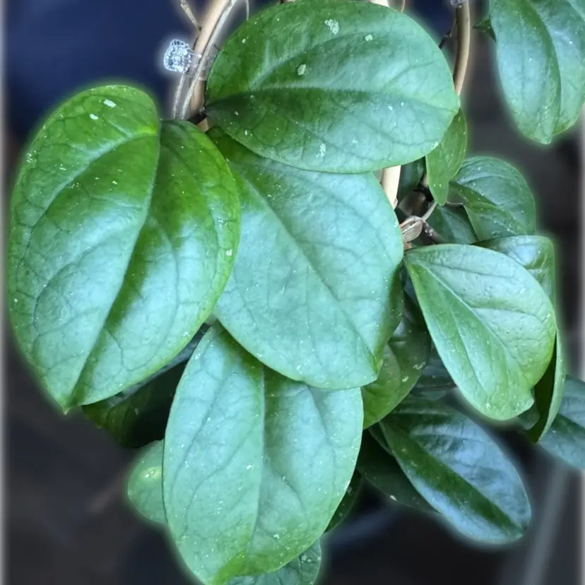 EPC 1018 top cut 5+ nodes 2 leaf