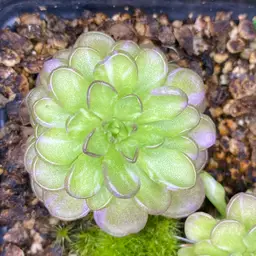 #01 - Variegated! Pinguicula hemi x cyclo