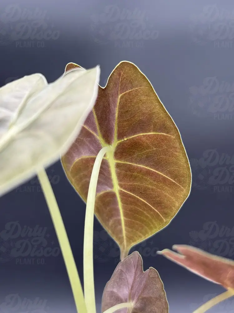 Golden Bone Pink Marble