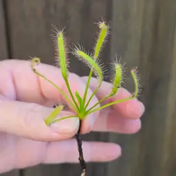 Drosera capensis 'Albino'