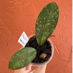 3004 Hoya RSLH 10-07 (H crassiepetiolata x ‘Michele’)