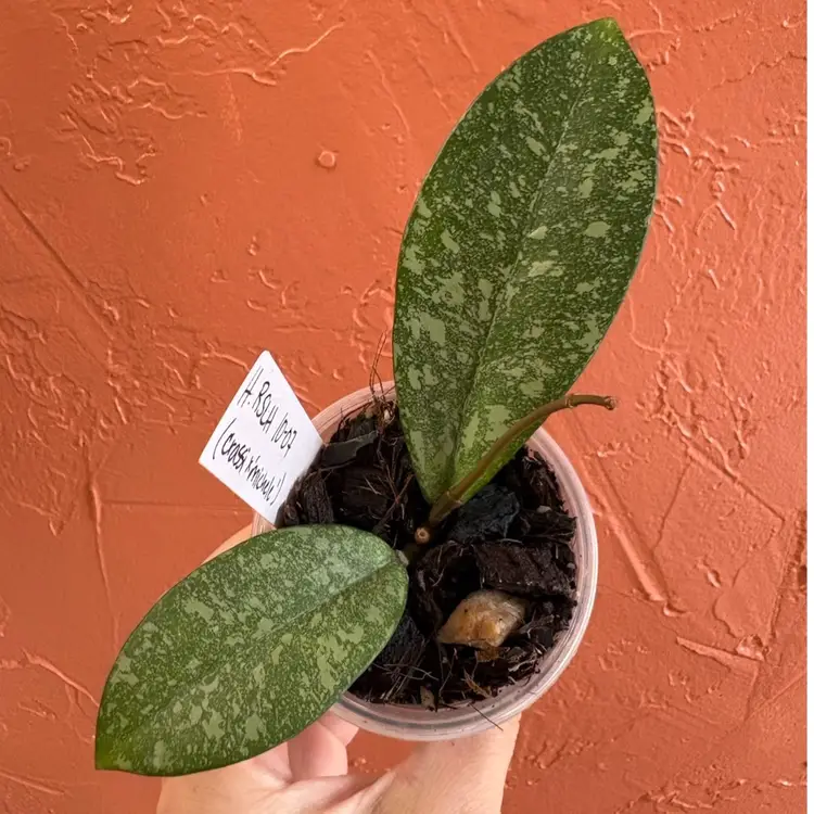 3004 Hoya RSLH 10-07 (H crassiepetiolata x ‘Michele’)