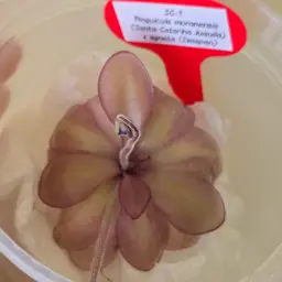 SC-1 Pinguicula moranensis (Santa Catarina Juquila) x agnata (Zimapan)