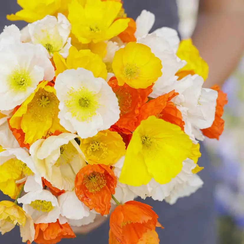 Iceland Poppy flower seeds