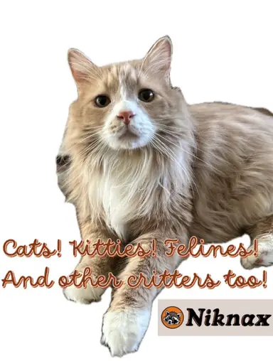 Cats! Kitties! Critters! $4 $5 & $7 Starts!