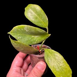 Hoya Sunrise (Thai form)