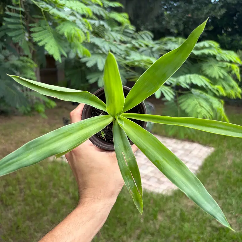 Dracaena Yucca Cane