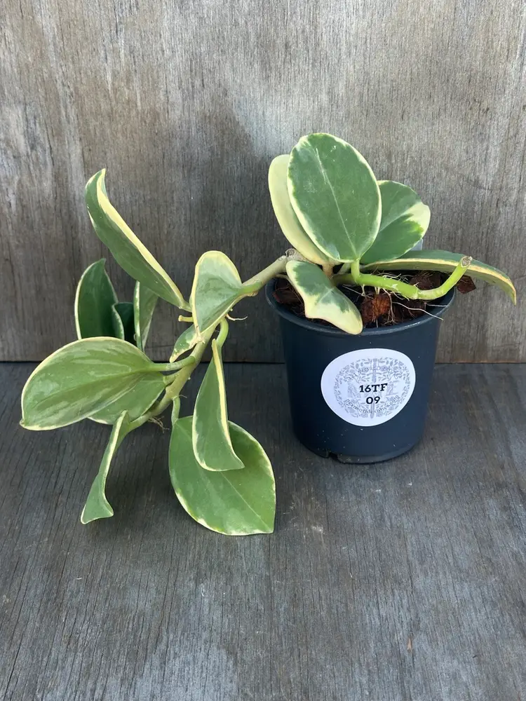 Hoya Subquintuplinervis (FKA Pachyclada) cv. 'Long Leaf' (16TFM09)