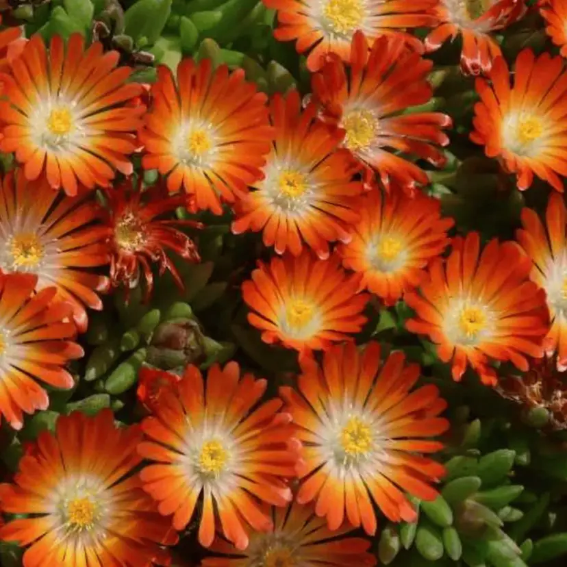 Orange Gelato Ice Plant flower seeds