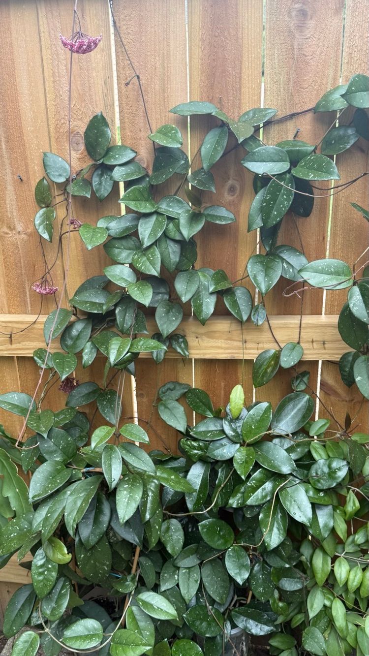Hoya hybrid of RHP fresh growers choice cuttings. Blooms are amazing purple pink and smell beautiful.
