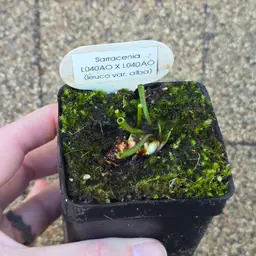 Seed Grown Sarracenia leucophylla var. alba