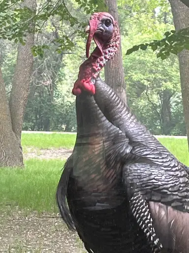 Just Popping In For Vintage Variety!