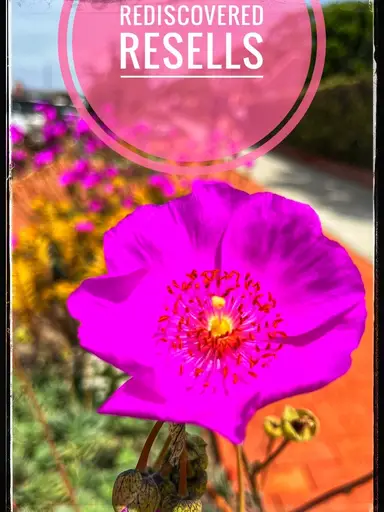 Shop To Adopt, 2 For $7!