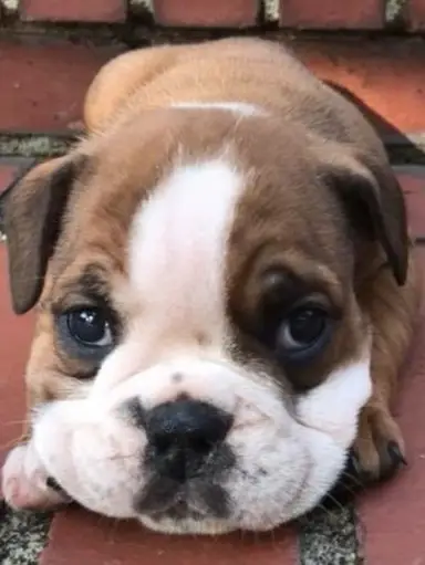 Rosey’s Sunday Fun Show. Stop By And Say Hi. Lots Of Items Preloaded