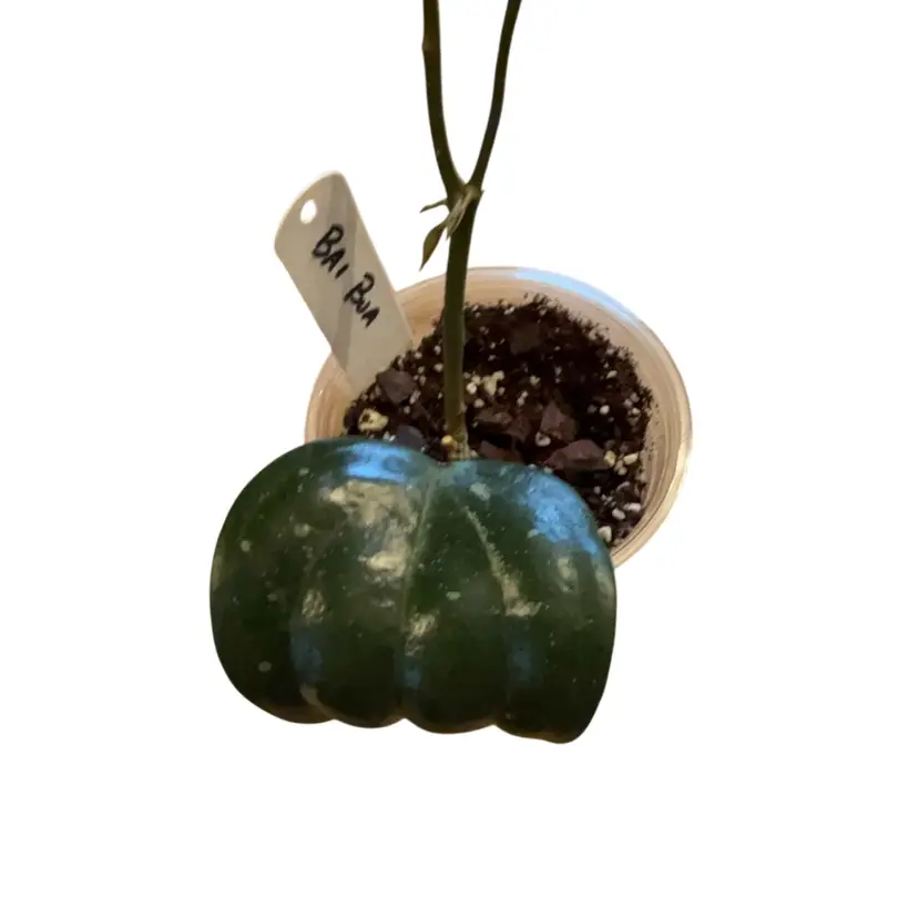Hoya ‘Bai Bua’