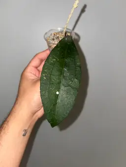 Hoya clemensiorum ‘Teds green’