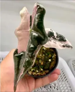 #01 (1 Unit) Alocasia Nobilis Pink Tissue Cultures