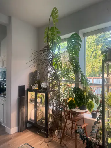 The Great Chopping of 2025 @MacKenzie's!