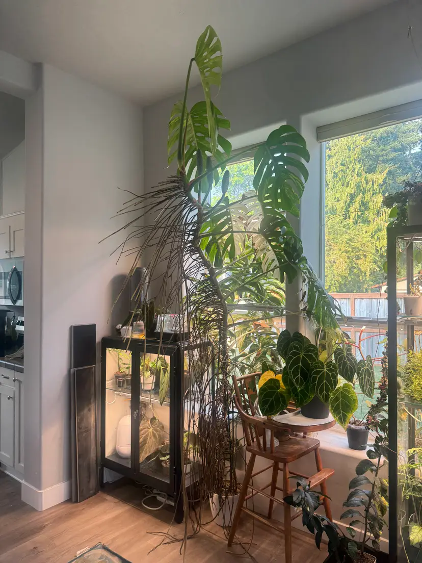 Livestream thumbnail